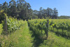Tour Privado Vinho Verde & Douro