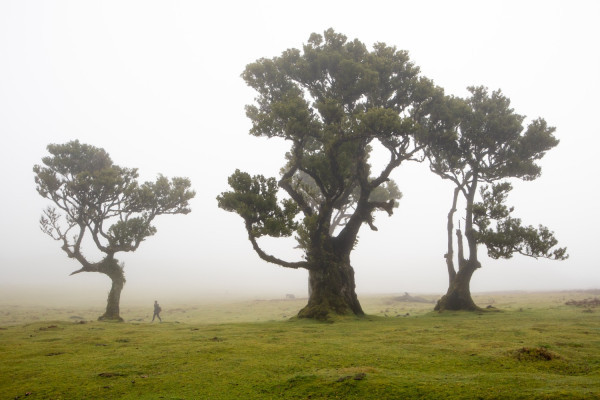 Fanal, a "floresta mágica" da Madeira.
