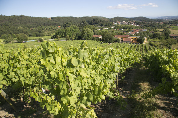 Vinhas da  Quinta de Lourosa
