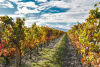 LA RIOJA: UN VIAJE INOLVIDABLE ENTRE VIÑEDOS Y TRADICION