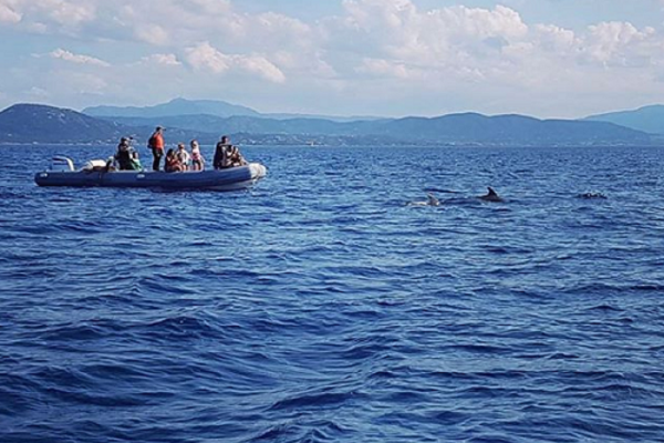 Avistamiento de delfines