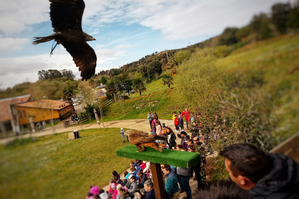 espectaculo aves rapaces