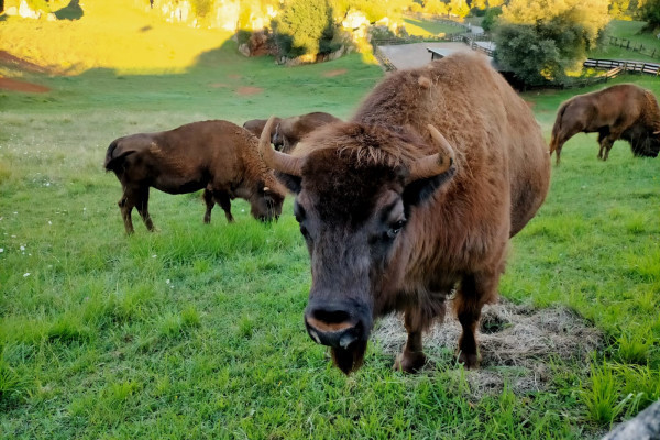Bisontes