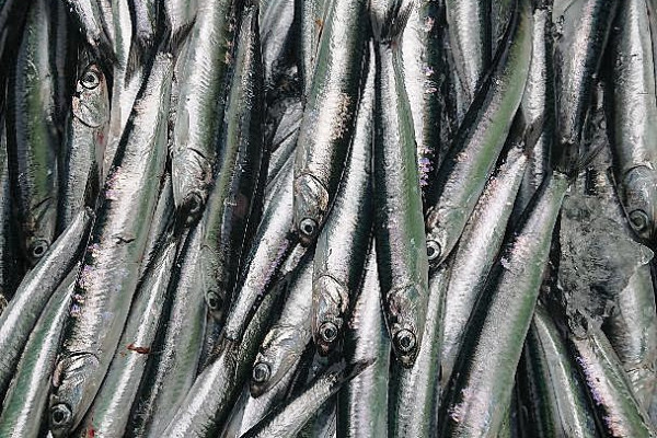 Anchoas