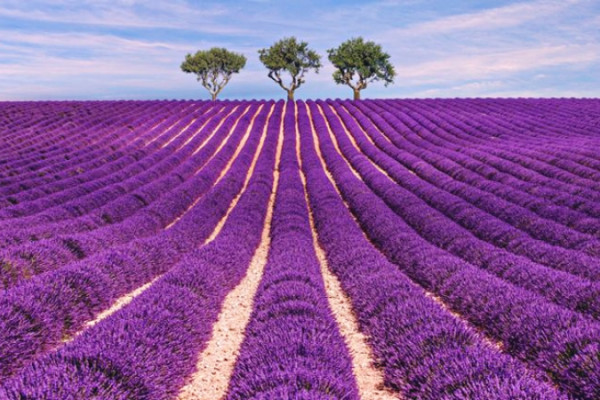 Campos de Lavanda