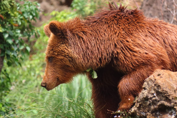 Oso