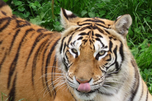 Tigre de Bengala