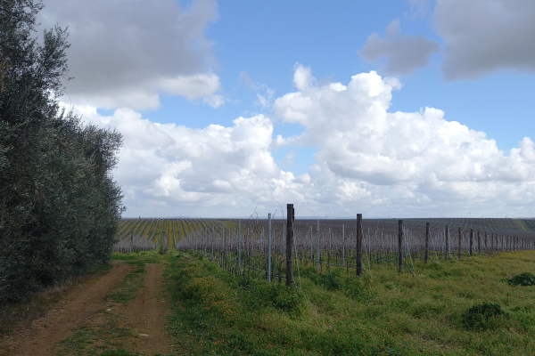 54_WINEMAN5