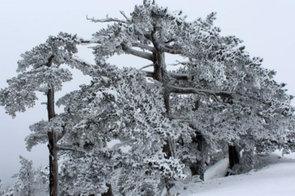 53_SNOWPOLLINO9