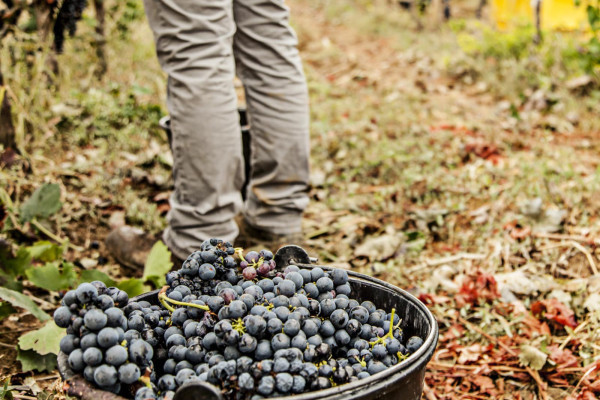 Degustazione Vini Matera DOC
