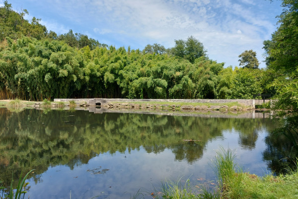La plantación de bambú