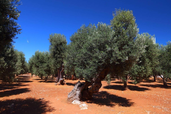 Degustación Exclusiva de Aceite de Oliva Extra Virgen en Masseria
