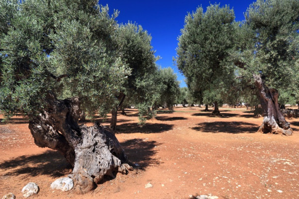Degustación Exclusiva de Aceite de Oliva Extra Virgen en Masseria
