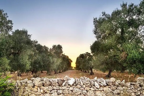 Degustación Exclusiva de Aceite de Oliva Extra Virgen en Masseria