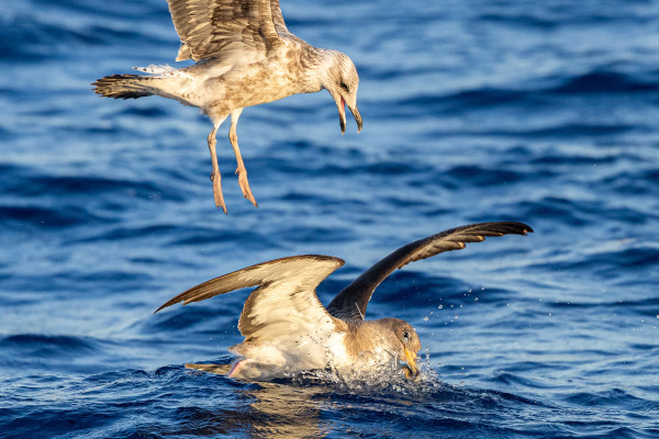 alt="Gaviota juvenil disputando comida con una pardela cenicienta"