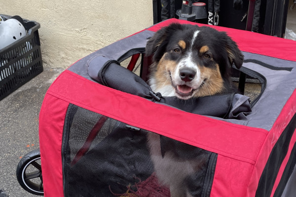 Aster se siente muy a gusto en el remolque para perros Fada Bike 