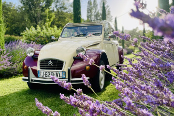 Dolly tussen de lavendel