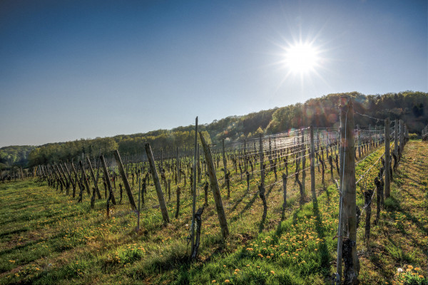 © Visit Moselle Luxembourg