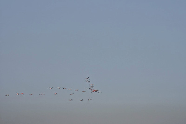 Winterflamingo's vliegen over de rijstvelden