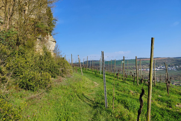 Ahn – glooiende wijngaarden tegen de achtergrond van de schelpkalkrotsen van de Palmberg
(c) VisitMoselle