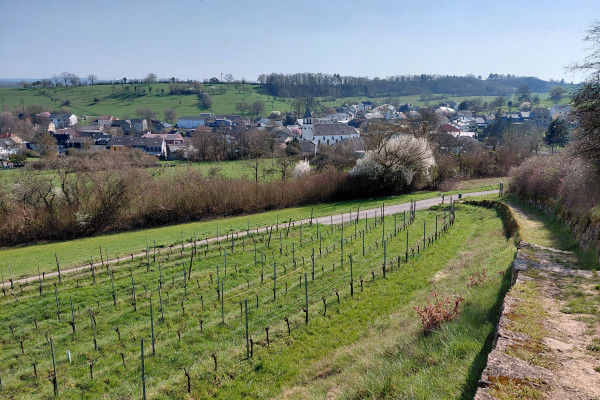 Greiveldange – wijngaarden die uit hun winterslaap ontwaken, met Greiveldange op de achtergrond
(c) VisitMoselle