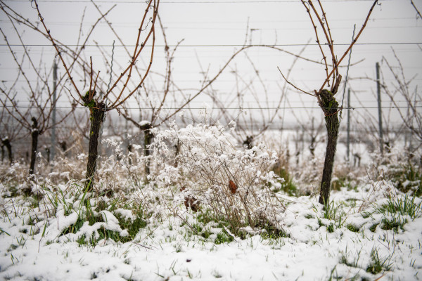 Besneeuwde wijngaard
(c) LaLa La Photo