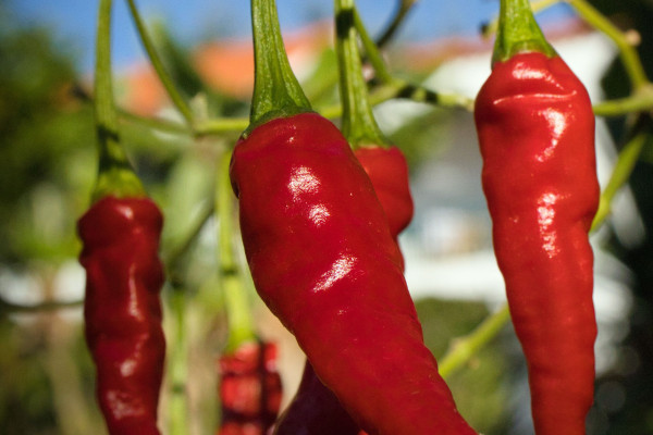 Piri Piri