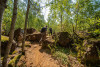 Guided hiking tours through nature reserves