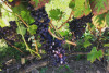 Northern Rhône Valley - half day VIATOR