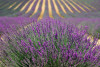 Lavender fields in Valensole