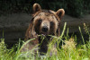 Day Pass BEAR SANCTUARY Arbesbach