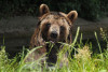 Day Pass BEAR SANCTUARY Arbesbach 2024