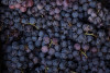 Montalcino Wine Tour