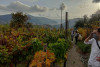 Wine tasting in the vineyard by ebike