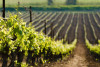 Cagliari: Wine and Cheese Tasting Private Experience