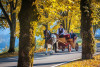 Traditional Horse Carriage Ride at Lake Bled