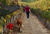 Gianni Ramello - Harvest Experience