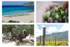 Chania Bus Charter:Wine and Olive, Falasarna Beach Tour