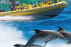 4. Dolphin watching boat tour