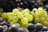 The Winemaker’s Table: Champagne Lunch