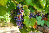 Half-Day Valencia Wine Tour