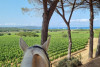 Horse riding in the vineyards of Ramatuelle