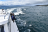 Portstewart/Portrush -2.5hr - Giant's Causeway, Skerries & Dunluce Castle