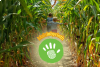 Corn maze