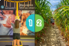 Corn maze + Hands-on museum