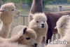 Alpaca & Lama Hike Mödling Vienna Exclusive Group