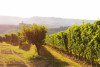Poderi Gianni Gagliardo - BAROLO+