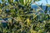 From Olive to Olive oil