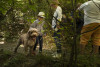 Truffle hunting with lunch or dinner
