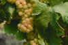 Demarie - Arneis Experience tasting